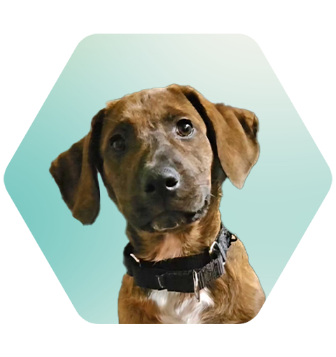 Scooby_Louden